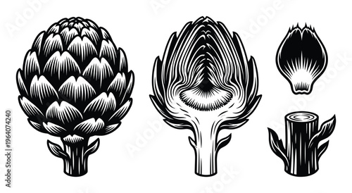 Set of whole artichoke, half artichoke, separate artichoke leaf and artichoke stem