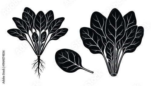 Spinach plant and leaves set flat style vector illustration fresh green vegetable design