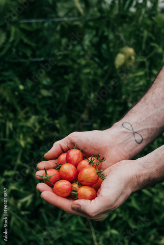 Overhead view of faceless man holding freshly picked cherry tomatoes