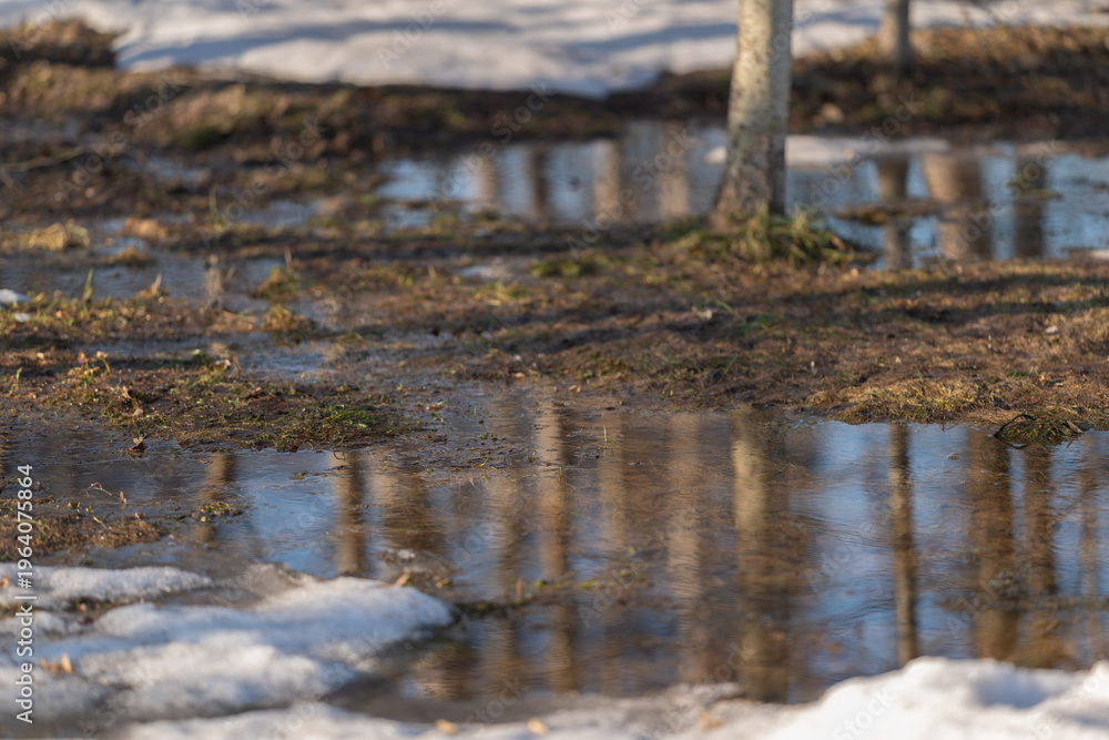 Fototapeta premium Birch reflections scene. Calm water reflecting slender birch trunks beautifully. Peaceful depiction of birch trees reflected in puddles with gentle ripples and seasonal charm