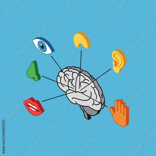 Brain with sensory organs illustration.