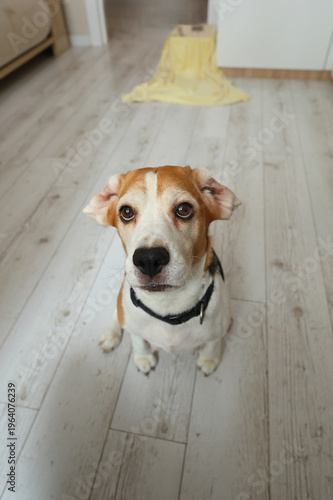 A beagle sits upright on a light wood floor, gazing upward with soulful, attentive eyes, calm, loyal, and deeply expressive.