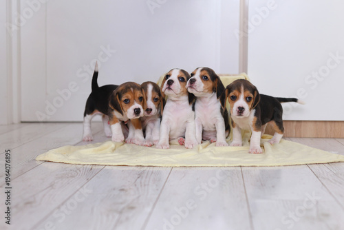 Five beagle puppies gather on a yellow blanket, some sitting, one standing, all wide eyed and utterly enchanting.