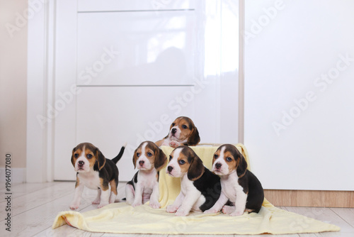 Six beagle puppies pose adorably on and around a yellow blanket, curious, fluffy, and perfectly coordinated.