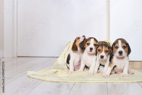 Four beagle puppies huddle together on a yellow blanket, curious, cozy, and utterly heart melting.