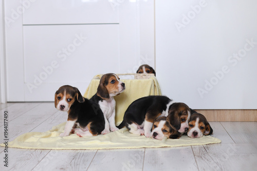 Six beagle puppies gather on a yellow blanket, some sitting, some snuggling, one peeking from a basket, playful, sweet, and full of charm.