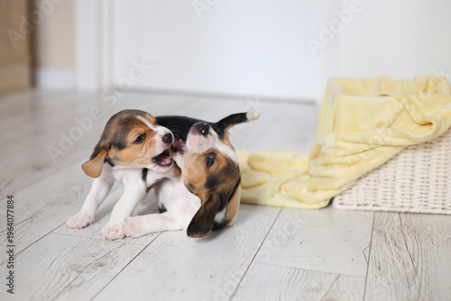 Two beagle puppies wrestle playfully on a light wood floor beside a yellow blanket, energetic, joyful, and full of puppy charm.