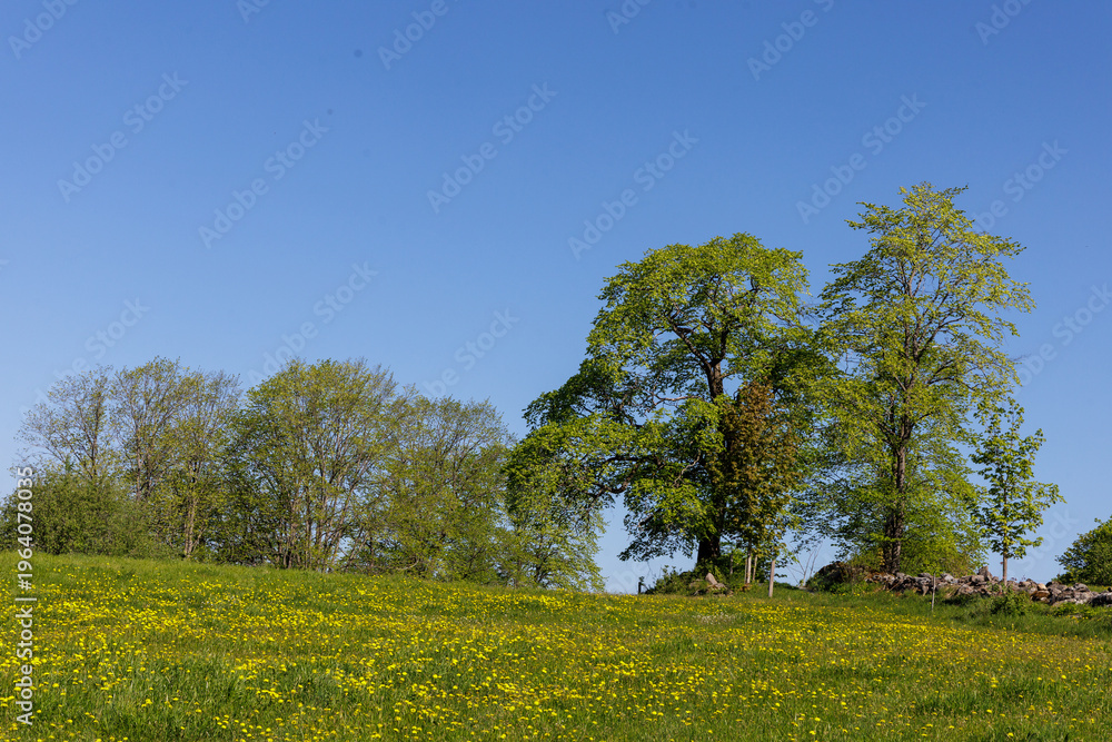 Fototapeta premium Björskogsnäs, Naturreservat, Örebro län, Schweden