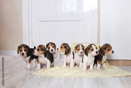 Seven beagle puppies stand and sit in a row on a yellow blanket, alert, curious, and uniformly adorable.