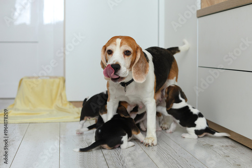 A mother beagle stands alert while her puppies nurse, tongue out, eyes watchful, capturing love, instinct, and gentle strength.