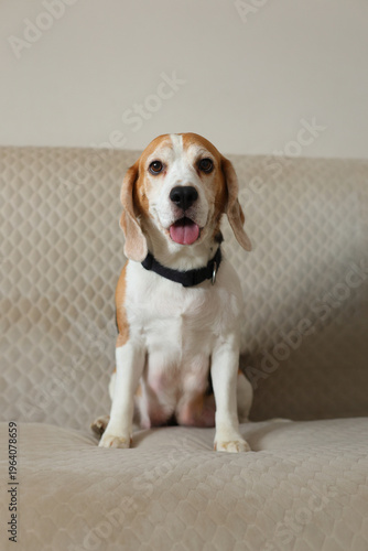 A happy beagle sits on a textured beige couch, tongue out and eyes bright, cheerful, relaxed, and full of charm.