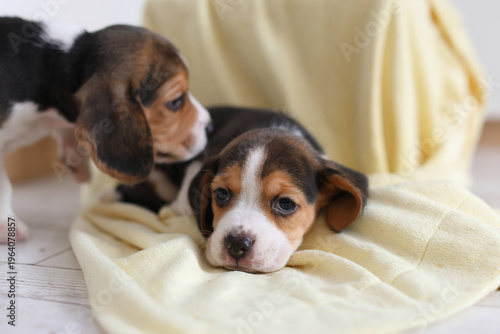 Two beagle puppies cuddle on a soft yellow blanket, one resting, the other gently nuzzling, tender, sweet, and heartwarming.