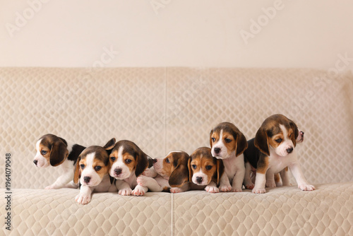 Seven beagle puppies line up adorably on a textured beige couch, curious, fluffy, and irresistibly charming.