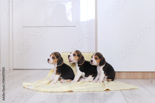 Three beagle puppies sit side by side on a yellow blanket, gazing in unison, curious, synchronized, and irresistibly sweet.