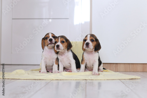 Three beagle puppies sit side by side on a yellow blanket, alert, symmetrical, and irresistibly cute.