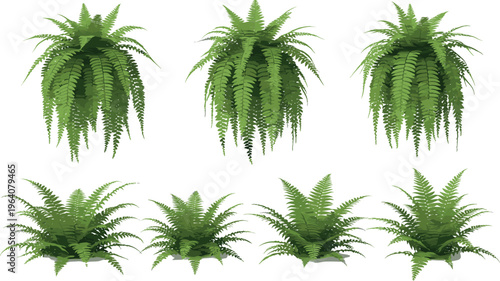 Realistic green fern plants collection with hanging and bushy foliage decorative indoor garden botanical vector illustration set
