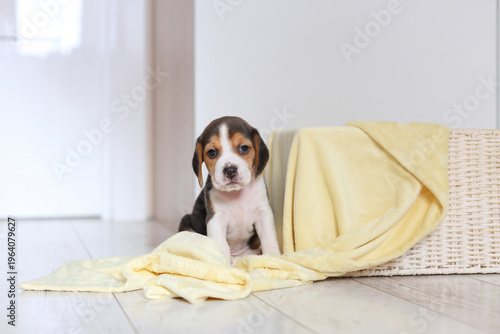 A curious beagle puppy sits alert beside a yellow blanket and wicker basket, innocent, sweet, and perfectly posed.
