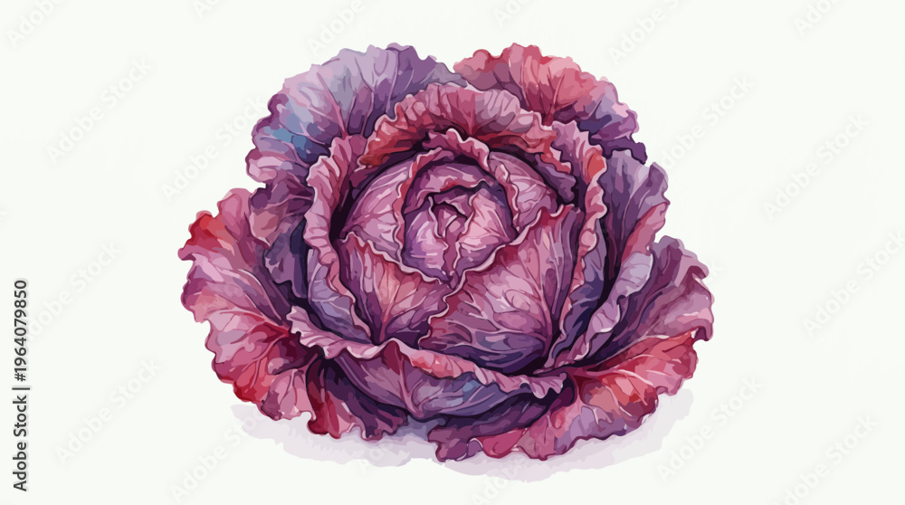 Obraz premium Artistic watercolor illustration of a fresh red purple cabbage head with textured leaves isolated on white background, concept for healthy culinary blog, organic farm market and vegan recipe