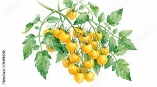 Watercolor painting of yellow cherry tomatoes on a green branch with leaves isolated on white background, concept for healthy food blog, organic menu design and botanical garden poster