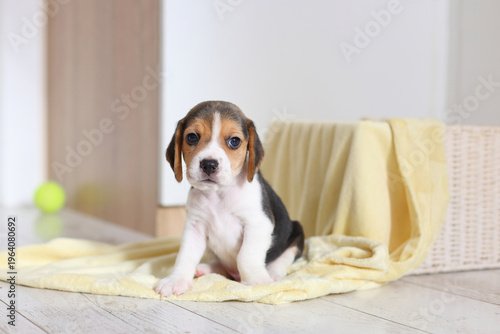 A beagle puppy sits upright on a yellow blanket, eyes wide and curious, sweet, alert, and perfectly framed in soft light.