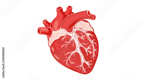 Red anatomical human heart illustration on white background in studio lighting