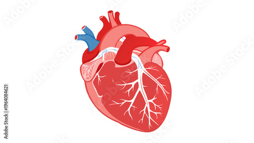 Red anatomical human heart illustration on white background in studio lighting