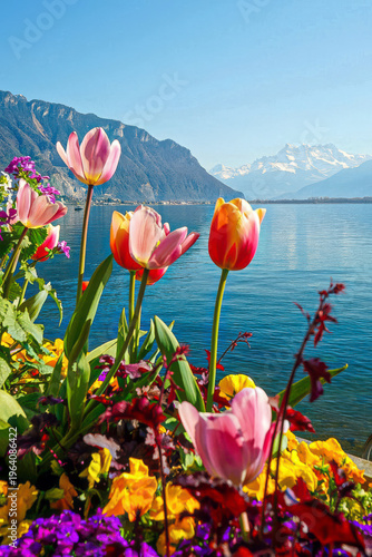 Foto Colorful tulips by Lake Geneva with Swiss Alps – Montreux spring scenery