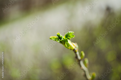 Young green leaves growing on tree branch in spring