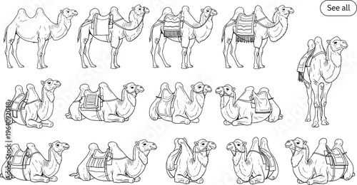 Camel Line Art Vector Illustration Set with Different Camel Poses and Saddles Desert Animal Outline Drawing Collection