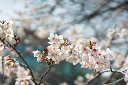 満開のソメイヨシノ