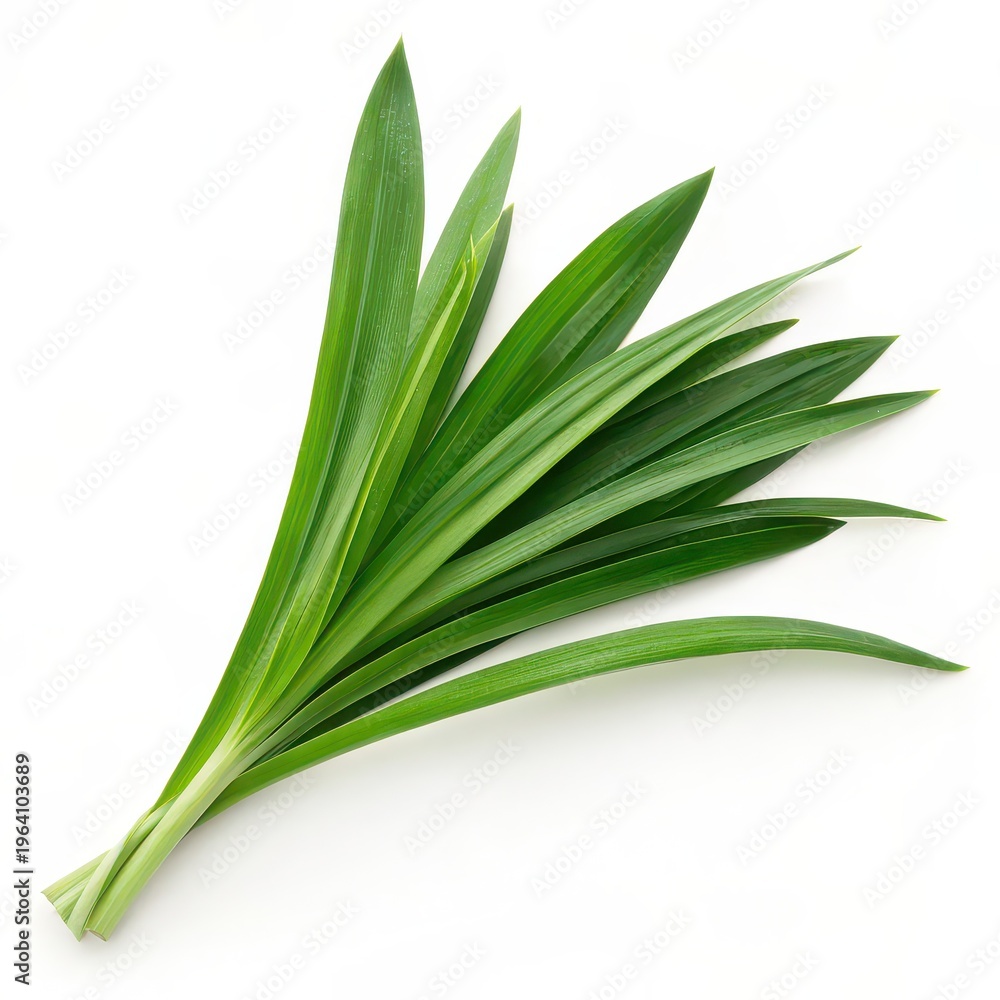 Fototapeta premium Fresh pandan leaves isolated on white background, green tropical Pandanus leaves bundle, aromatic ingredient for Asian cooking, desserts, flavoring and natural food concept