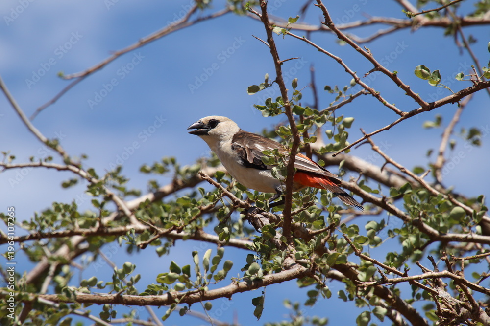 Fototapeta premium 2026-02-27 Kenia Taita Hills Wildlife Sanctuary