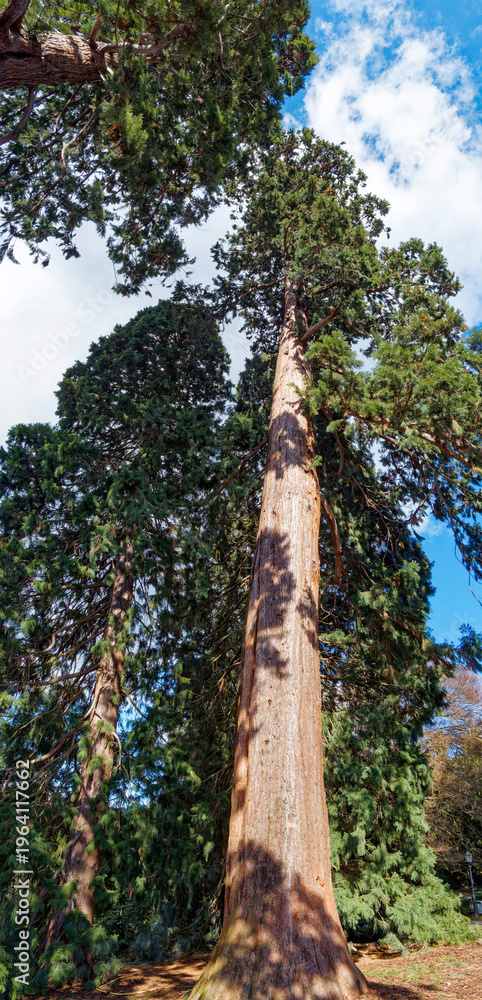 Fototapeta premium Sequoiadendron giganteum | Giant sequoia. Largest conifer with columnar trunk extending to the crown, widened base. Fibrous, reddish-brown bark. High leafy twisted branches drooping atop of trunk