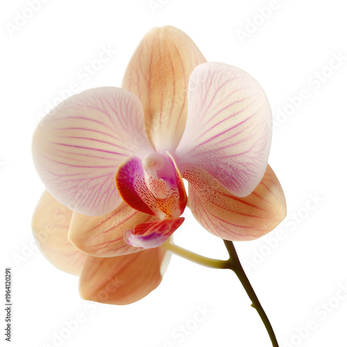 Orchid in Bloom: A close-up view of a stunning orchid in full bloom, showcasing delicate petals, intricate patterns, and vibrant colors.