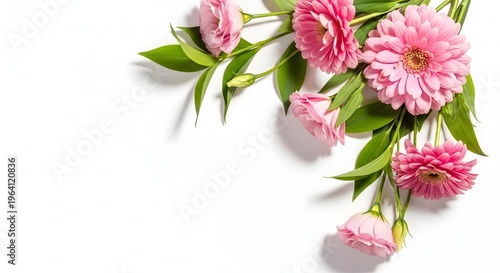 Pink flowers with green leaves on white background floral arrangement suitable for delicate summer wallpaper and card