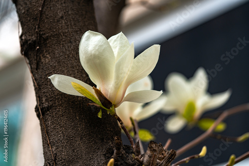3웡이면 찾아오는 목련똧- 강남구, 서울