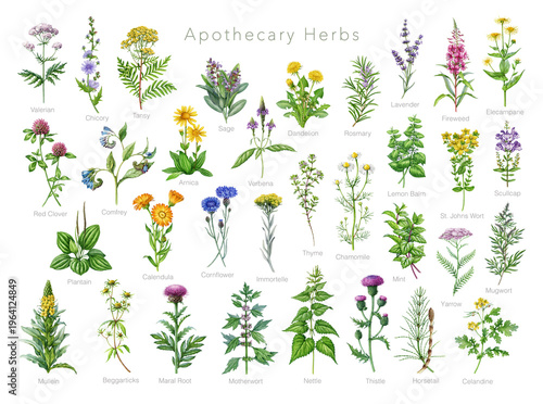 Fotografie Apothecary herbs set watercolor illustration with detailed botanical realistic style