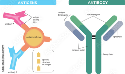 antigens vs antibody structure comparison diagram