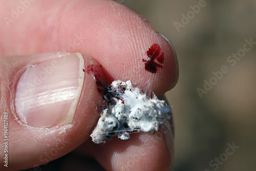 фотографія Dactylopius coccus is a scale insect a producer of natural red dye Cochineal