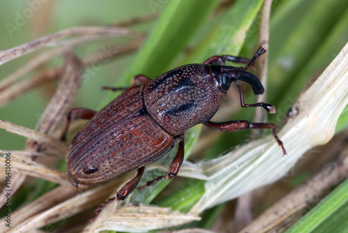 Cuadro en lienzo Sphenophorus venatus, the hunting billbug, is a species of beetle an alien, introduced, and invasive species in many countries