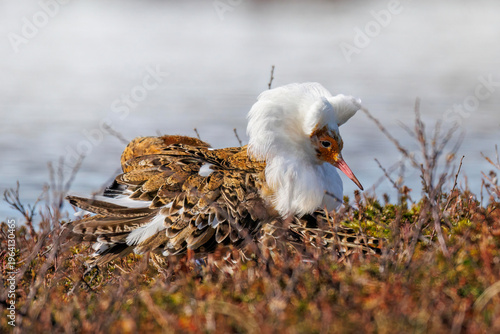 Kampfläufer (Philomachus pugnax)