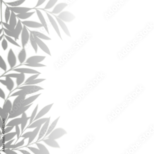 Natural Leaf Shadows on Blank Background