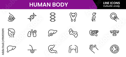 Human body icons depicting anatomy, organs, skeleton, muscles, health, biology, structure, systems, medical, education, science, physiology, and wellness.