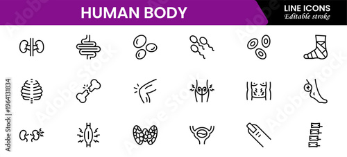 Human body icons depicting anatomy, organs, skeleton, muscles, health, biology, structure, systems, medical, education, science, physiology, and wellness.