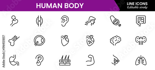 Human body icons depicting anatomy, organs, skeleton, muscles, health, biology, structure, systems, medical, education, science, physiology, and wellness.