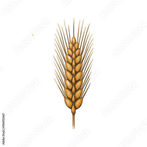 Wheat Ear Harvest Agriculture Festival Concept, Baisakhi Festival, Harvest Festival, Vaisakhi Celebration