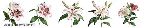 Botanical illustration of lily flowers collection isolated on transparent background