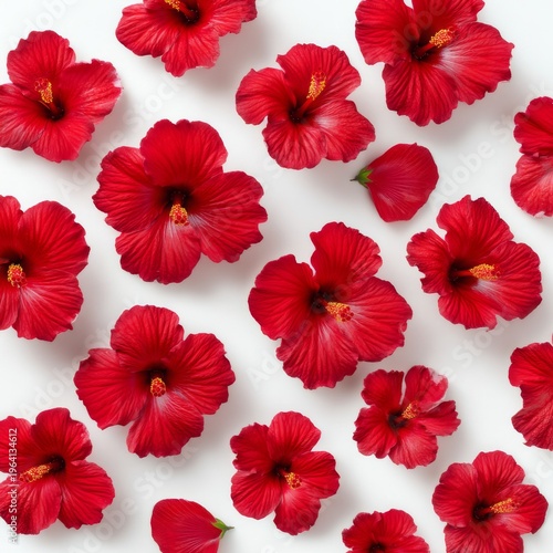 Vibrant Red Hibiscus Flowers Arranged Beautifully on White Background, Perfect for Nature and Floral Themes
