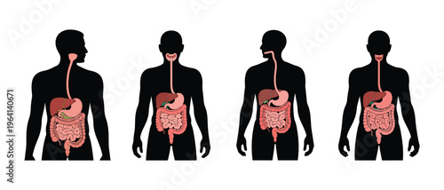 Human Digestive System Anatomy Illustration in Four Frontal Views on White Background.