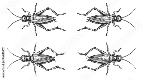 Four Vintage Cricket Illustrations in Symmetrical Pattern, Black and White Engraving Style